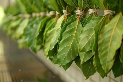 Intégrer des feuilles de laurier à votre douche : une tendance qui monte