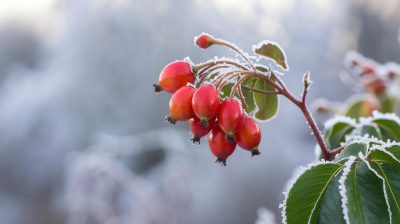 Explorez les bienfaits du cynorhodon cet hiver, un champion de la vitamine C